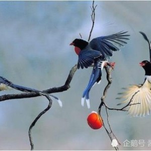 C7娱乐平台- 法兰克福终场前绝杀逃离降级区  